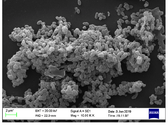 Ackerman muciniphila - Abnehm Bakterium