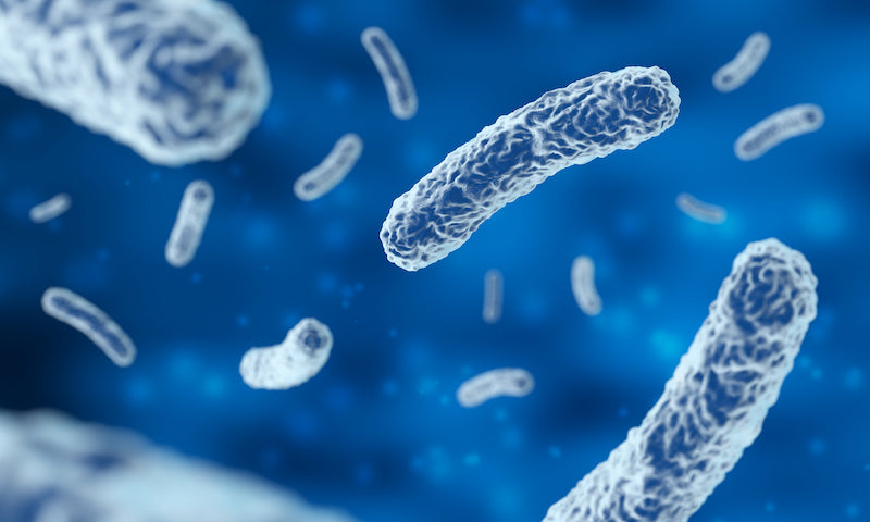 Bifidobacterium longum