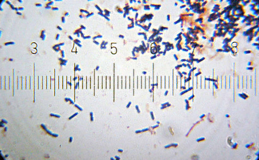 Laktobacillus gasseri 