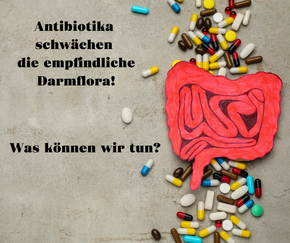 Antibiotika und Probiotika