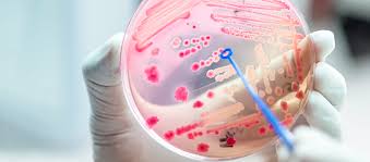 Darmflora-Homöostase