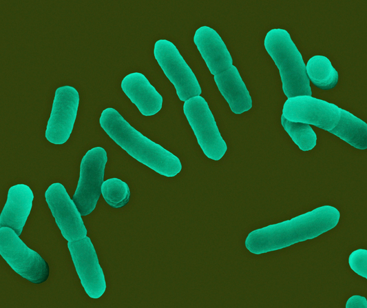 Lactobacillus acidophilus