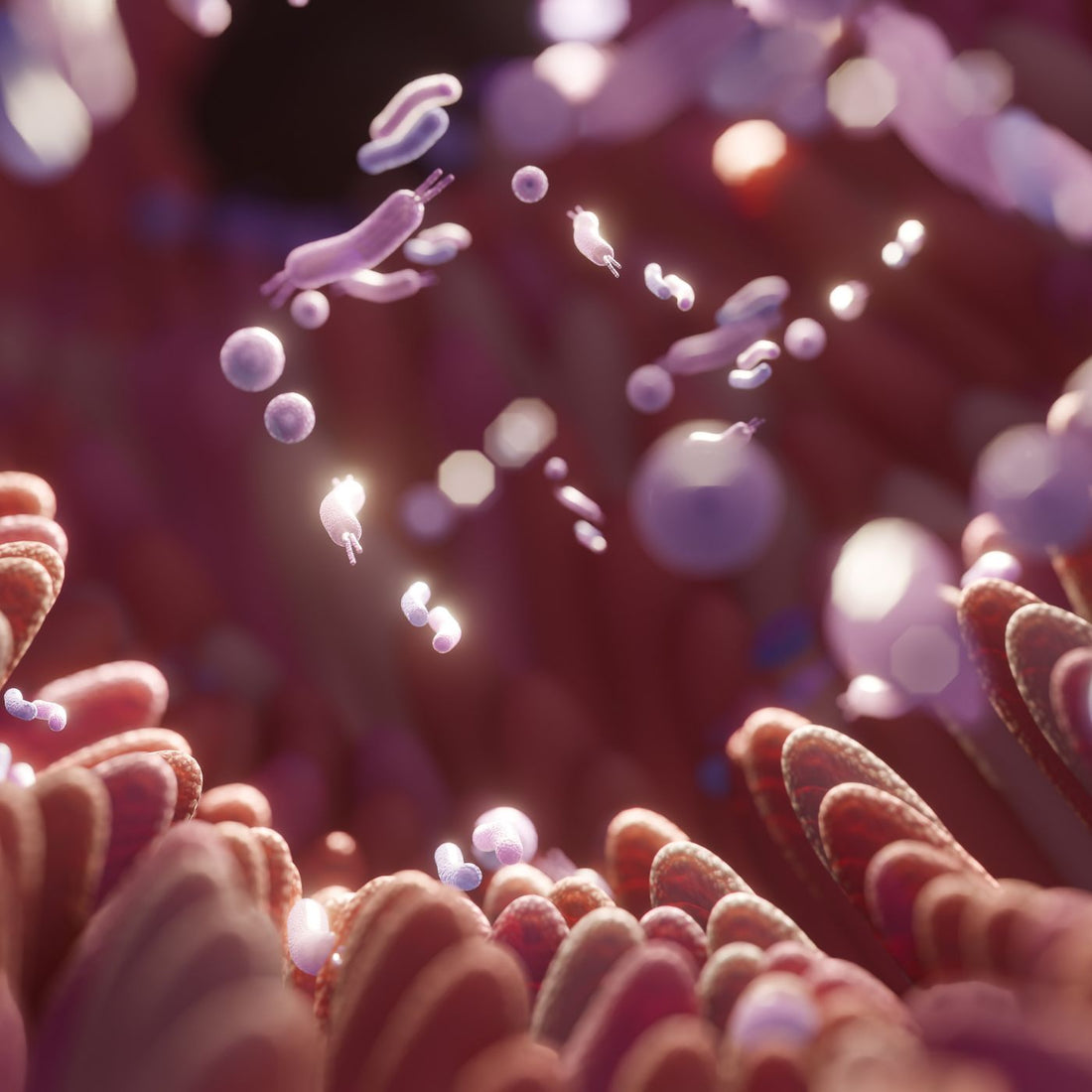 Faecalibacterium prausnitzii