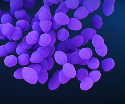 Enterococcus faecium