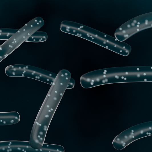 Laktobacillus plantarum