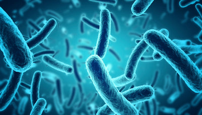 Milchsäurebakterien