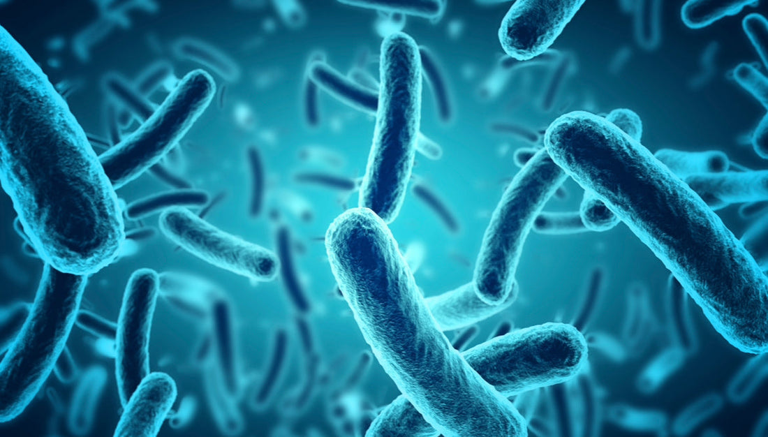 Milchsäurebakterien