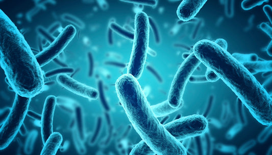 Milchsäurebakterien