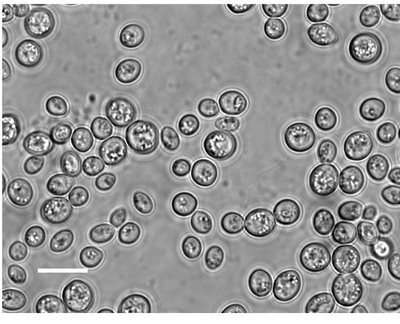 Bild der medizinischen Hefe Saccharomyces boulardii 