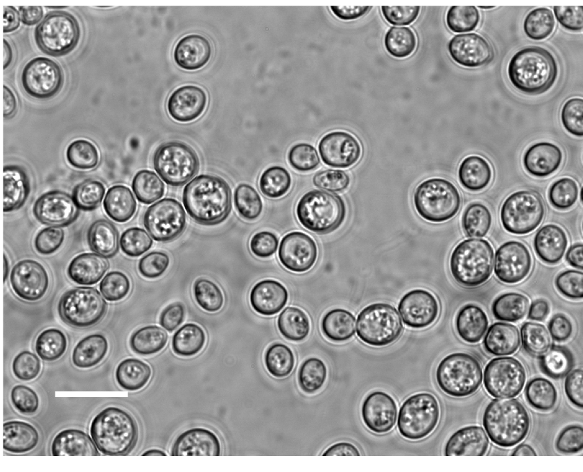Bild der medizinischen Hefe Saccharomyces boulardii 