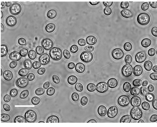 Bild der medizinischen Hefe Saccharomyces boulardii 