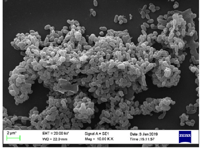 Ackerman muciniphila - Abnehm Bakterium