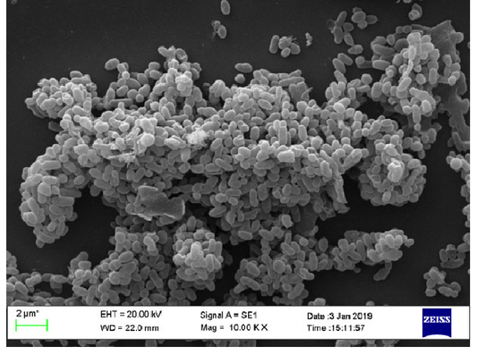 Ackerman muciniphila - Abnehm Bakterium